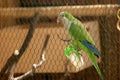 Beautiful green parrot sitting in zoo cage. Royalty Free Stock Photo