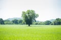 Beautiful green pasture