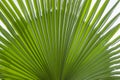 Beautiful green pattern of palm leaf texture Royalty Free Stock Photo