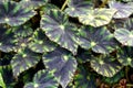 Beautiful green pattern of Trailing Scandent Begonia tropical plant Royalty Free Stock Photo