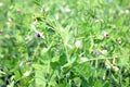 Beautiful green peas in the vegetable garden and field Royalty Free Stock Photo