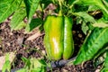 A beautiful green pepper with yellow highlights grows in the home garden