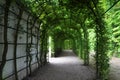 A beautiful green pergola at the Rose Garden