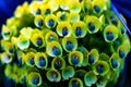 Beautiful green petal plant with blue dangle