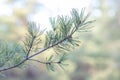 Beautiful green pine branch as a background or for a substrate