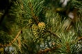 Beautiful green pine cones on coniferous tree branch. Royalty Free Stock Photo