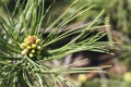 Beautiful green pine tree branch with buds among green needles on a sunny day. Macro of a coniferous evergreen tree Royalty Free Stock Photo