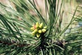 Beautiful green pine tree branch with buds among green needles on a sunny day. Macro of a coniferous evergreen tree Royalty Free Stock Photo