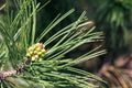 Beautiful green pine tree branch with buds among green needles on a sunny day. Macro of a coniferous evergreen tree Royalty Free Stock Photo