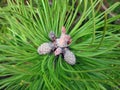 Pine tree branch with cone, Lithuania Royalty Free Stock Photo