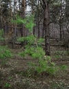 Beautiful green pine tree in spring forest. Spruce, fir tree.