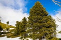Beautiful green pine trees growing on the slopes of Mount San Antonio (Mt Baldy), south California; white clouds and blue sky in Royalty Free Stock Photo