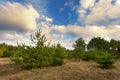 Beautiful green pine trees in spring forest with clouds. Spruce Royalty Free Stock Photo