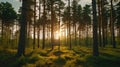 Beautiful green pine trees in spring forest with clouds at sunset. AI Generative Royalty Free Stock Photo