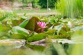 Beautiful Green Pink Lily Pad Flowers in Outdoor Park Pond Nature Closeup Relaxing