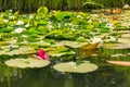 Beautiful Green Pink Lily Pad Flowers in Outdoor Park Pond Nature Closeup Relaxing