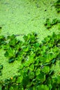 Beautiful green pistia from aquatic plants also called pistia stratiotes, water cabbage, water lettuce and shellflower Royalty Free Stock Photo