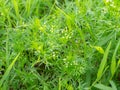 Beautiful green plant. Flora. Grass up close