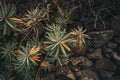 Beautiful green plant is growing atop a rocky surface. Euphorbia dendroides. Royalty Free Stock Photo