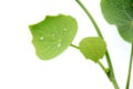 The beautiful  green plant kith vine  leafs in side dew drop Royalty Free Stock Photo