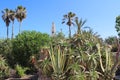 Beautiful green plant in the old Jaffa, Tel Aviv Royalty Free Stock Photo