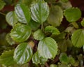 Beautiful green plant, Plectranthus Verticillatus, also called money plant or coin plant