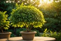 beautiful green plant in pot. investment concept, gardening, seedlings, ecology