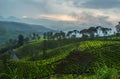 Beautiful green plantation view in the morning