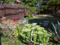 Beautiful green plants in the basket garden