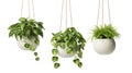 Beautiful green plants hanging in ceramic pot planters isolated on white background