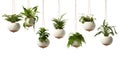 Beautiful green plants hanging in ceramic pot planters isolated on white background