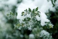Beautiful green plants with leaves, covered with white, sharp needles of hoarfrost on a background of a winter landscape, concept Royalty Free Stock Photo