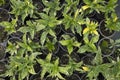 Beautiful green plants in small black pots, view from above. Deciduous ornamental shrubs for the garden Royalty Free Stock Photo