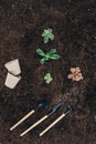 Beautiful green plants in soil, flower pots and gardening tools Royalty Free Stock Photo