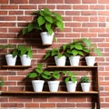 Beautiful Green Plants: Wooden Shelf & Brick Wall