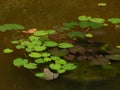 A green pond with nenuphars and a toad