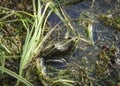 Beautiful green pool frog (Pelophylax lessonae) Royalty Free Stock Photo