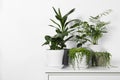 Beautiful green potted houseplants on white table indoors, space for text Royalty Free Stock Photo