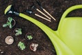 beautiful green potted plants, gardening tools and big plastic watering can on soil Royalty Free Stock Photo