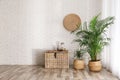 Beautiful green potted plants in room interior. Space for text Royalty Free Stock Photo