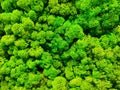 Green preserved moss for interior decor on wall