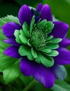 A beautiful green and purple flower, Royalty Free Stock Photo