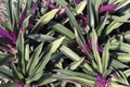 Beautiful Green and Purple Plant Royalty Free Stock Photo