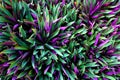 Beautiful green and purple plant Royalty Free Stock Photo