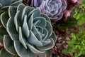 Beautiful green and purple succulent plants