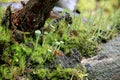 Beautiful green quaint moss of various forms grows in the Carpathian wetland Rudyak