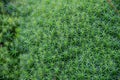 Beautiful green quaint moss of various forms grows in the Carpathian wetland Rudyak