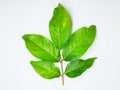 Beautiful green rambutan tree leaf