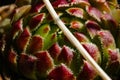 Beautiful green-red flower in macro shot