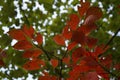 Red leaf in fall Royalty Free Stock Photo